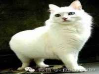 贵州悦博科技有限公司