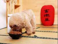 贵州悦博科技有限公司